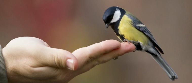 Lock in the clue to finish this classic piece of advice: A bird in the hand is better than two in the ___.