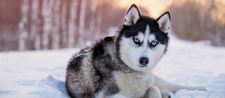 Blink and think — which northern puller sports a plush double coat, sharp triangular ears, and striking icy-blue or mismatched eyes?